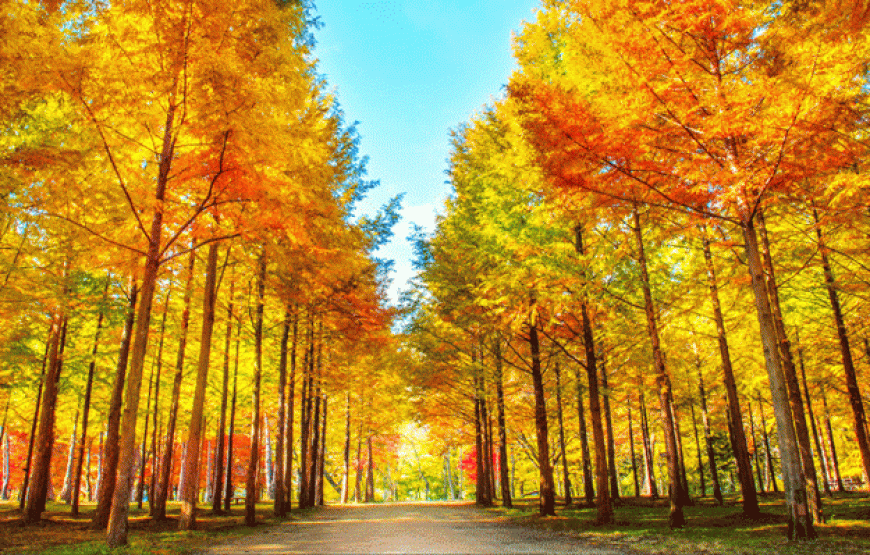 Seoul – Nami – Everland – Hàn Quốc 5N4D (Bay Vietjet Air)