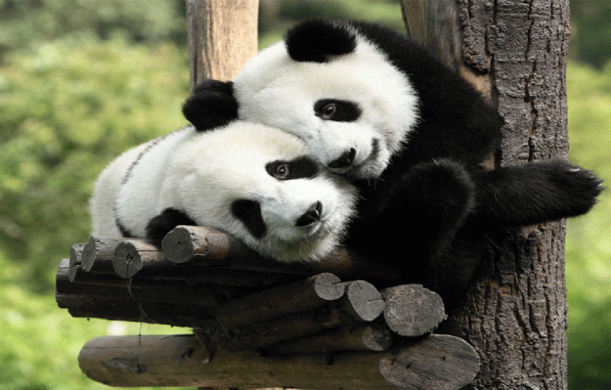 Tour Thành Đô – Cửu Trại Câu – Lạc Sơn – Công Viên Gấu Trúc 6N5Đ | Thiên đường sắc màu Tứ Xuyên