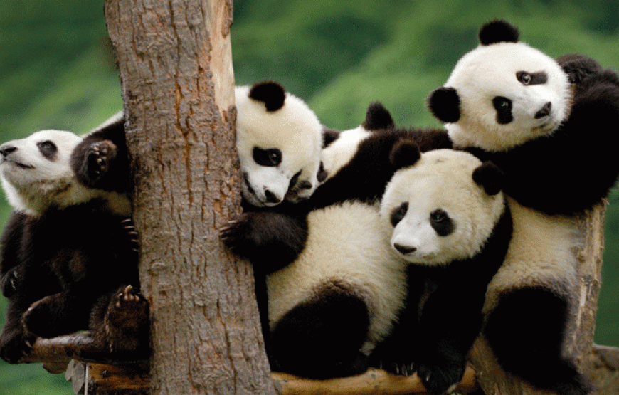 Tour Thành Đô – Cửu Trại Câu – Lạc Sơn – Công Viên Gấu Trúc 6N5Đ | Thiên đường sắc màu Tứ Xuyên